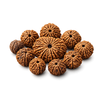 All Mukhi Rudraksha