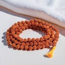 2 Mukhi Rudraksha
