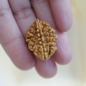 3 Mukhi Rudraksha