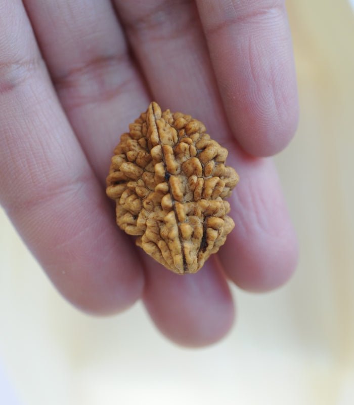 3 Mukhi Rudraksha